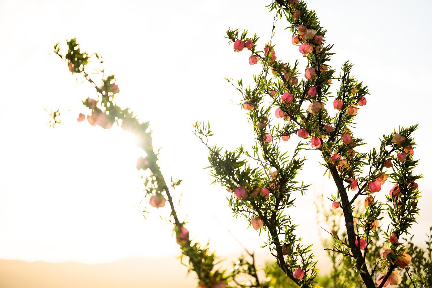Le Petit Karoo Ranch Bed & Breakfast Oudtshoorn Luaran gambar
